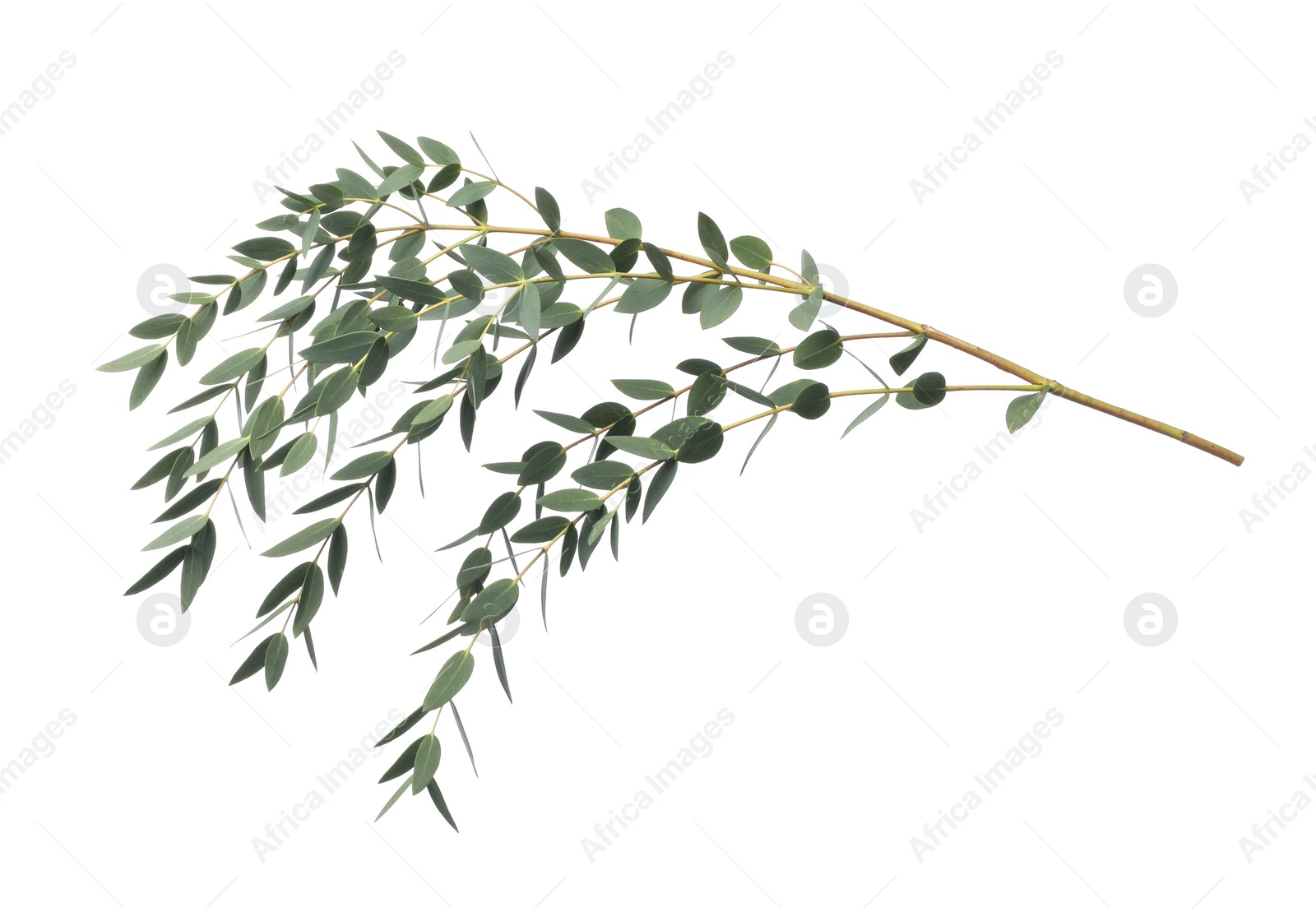 Photo of Eucalyptus branch with fresh leaves isolated on white