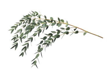 Eucalyptus branch with fresh leaves isolated on white