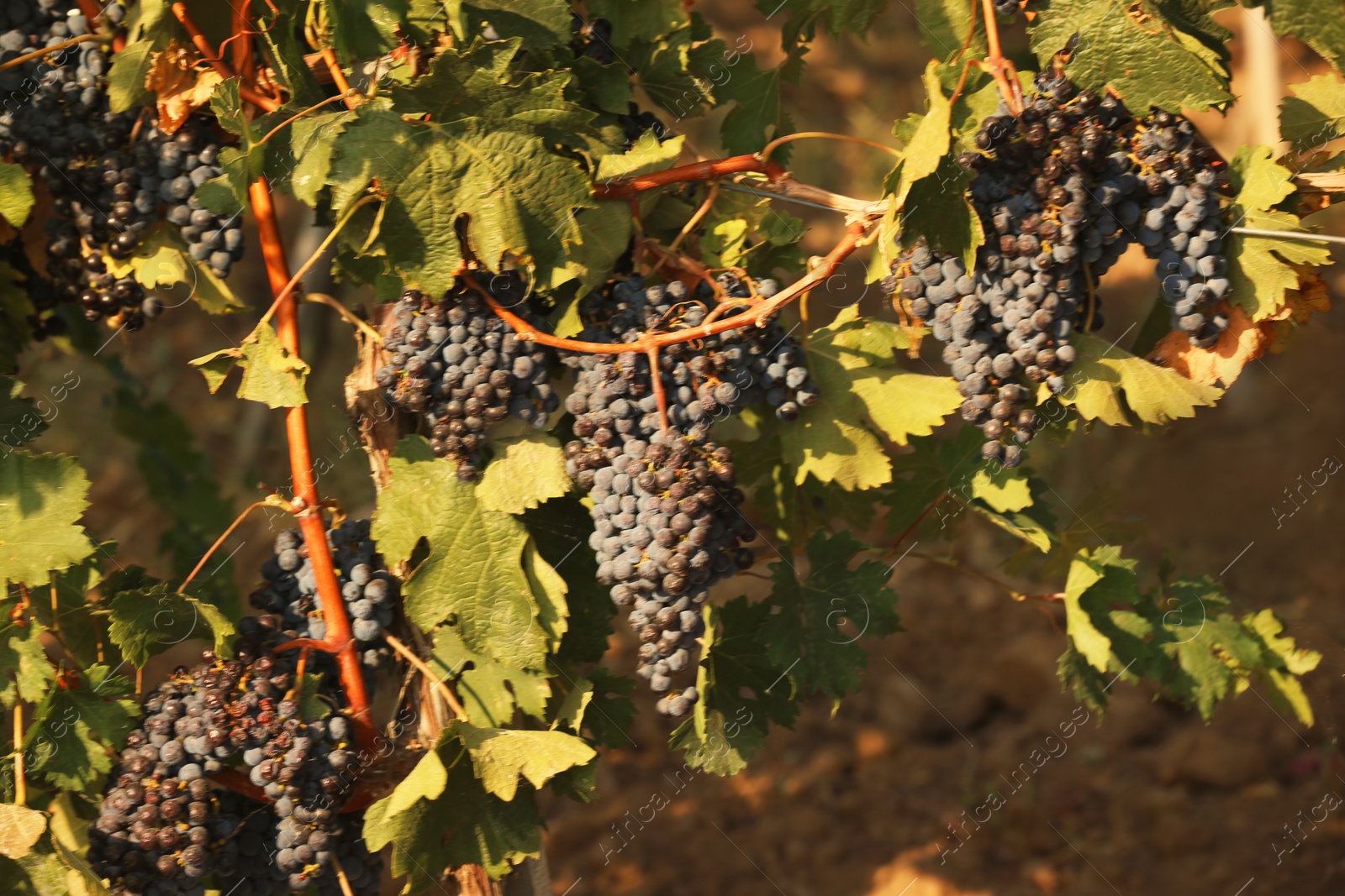 Photo of Fresh ripe juicy grapes growing on branches in vineyard