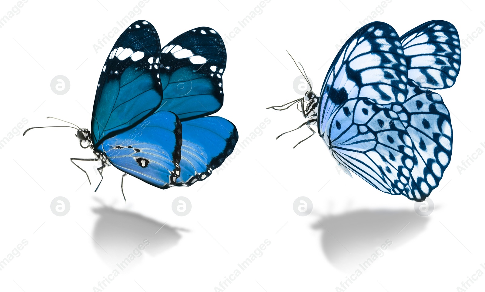 Image of Blue butterflies on white background. Beautiful insect