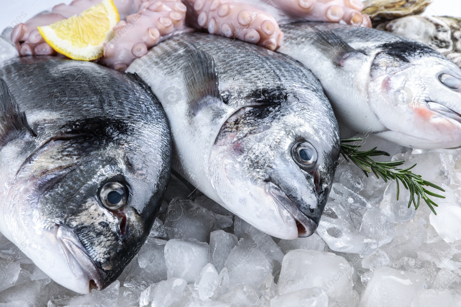 Photo of Fresh dorado fish and octopus on ice, closeup