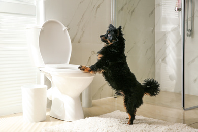 Photo of Cute dog near toilet bowl in modern bathroom