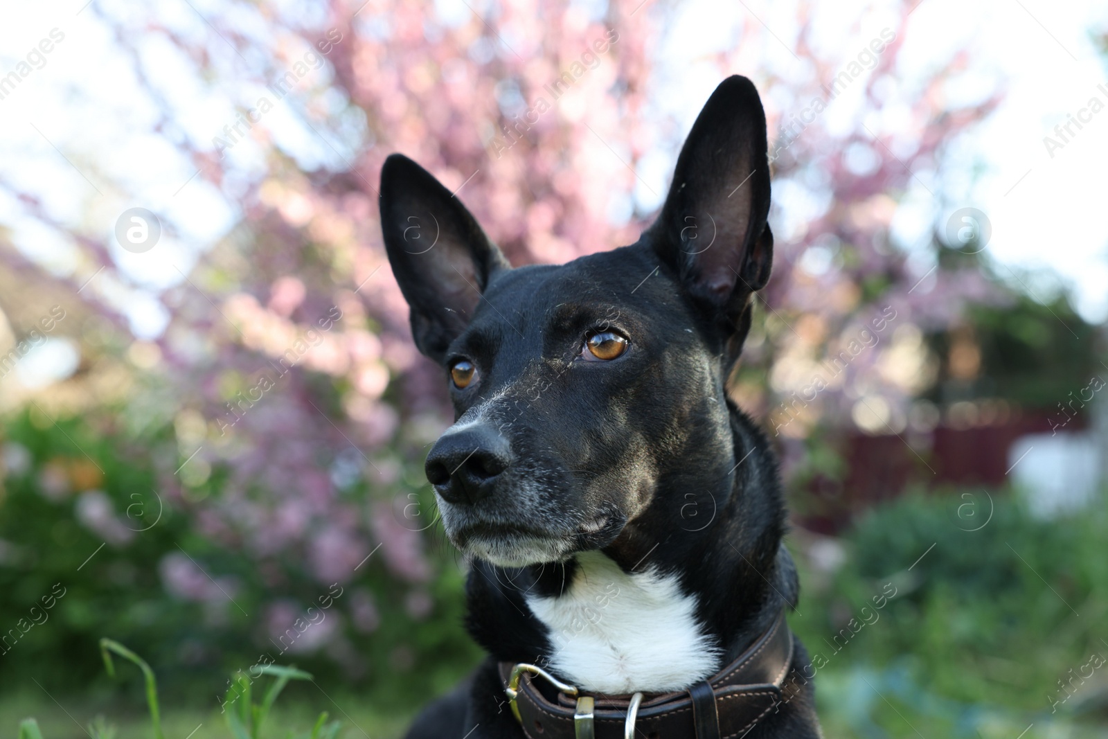 Photo of Cute dog in park on spring day