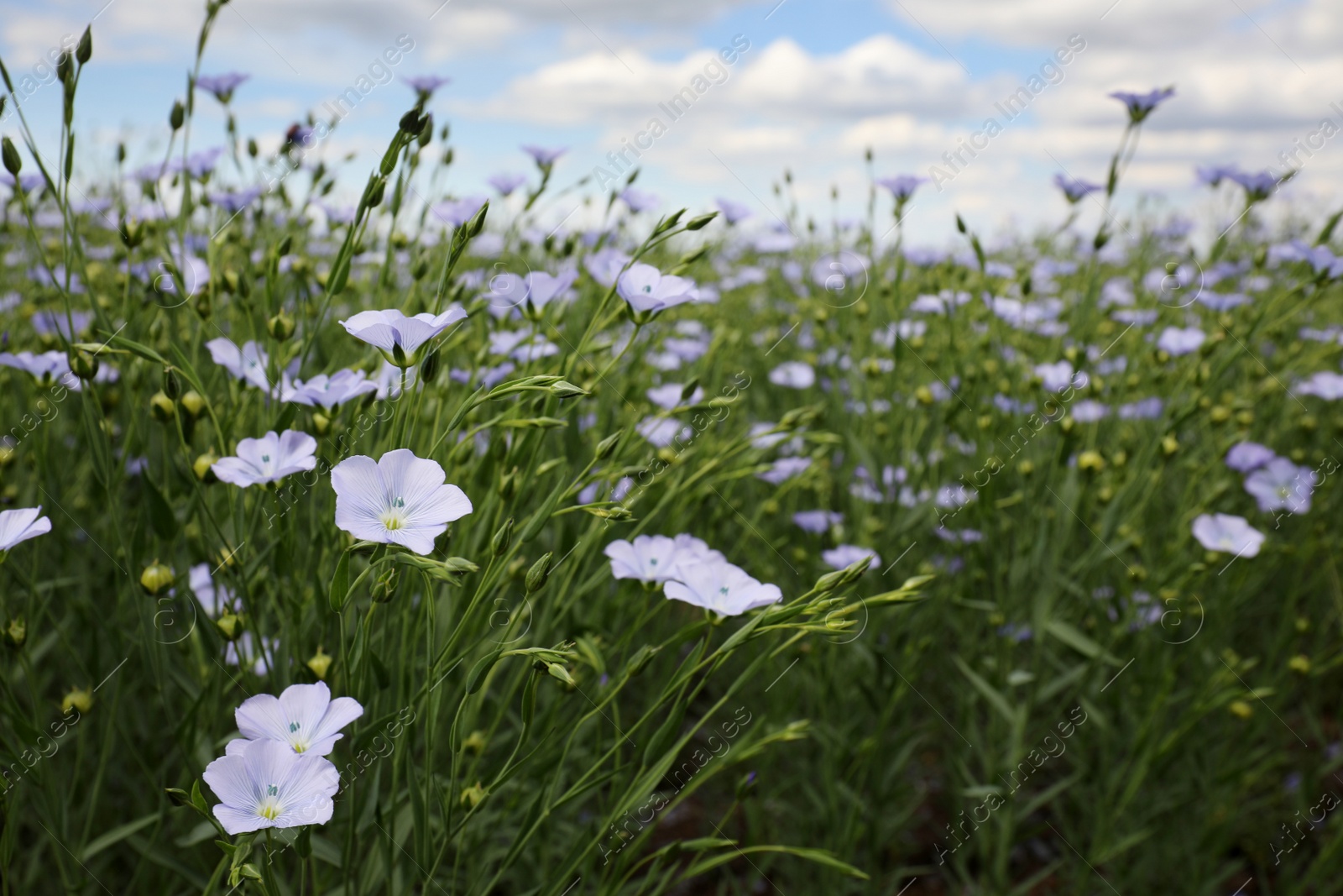 Photo of Closeup view of beautiful blooming flax field