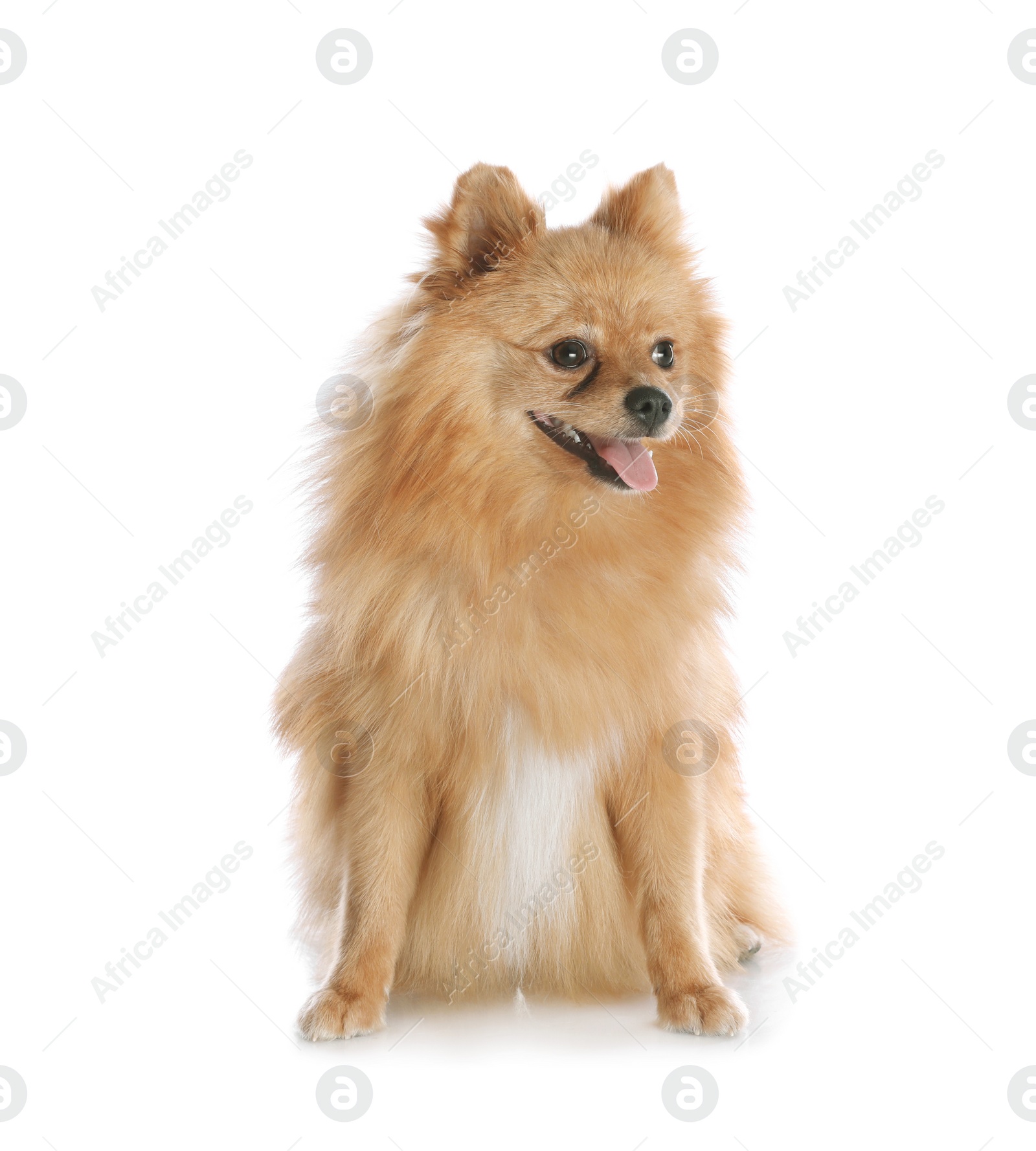 Photo of Cute fluffy little dog isolated on white