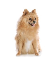 Photo of Cute fluffy little dog isolated on white