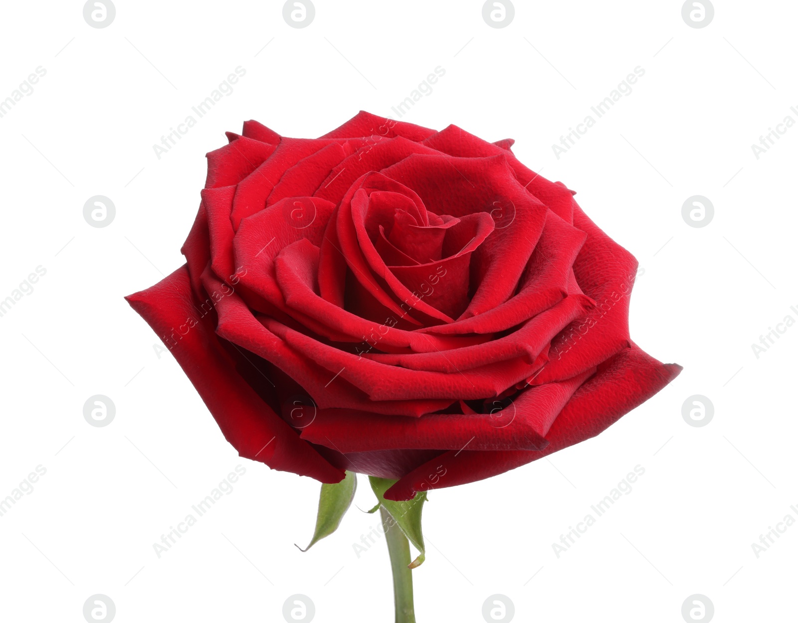 Photo of Beautiful fresh red rose isolated on white