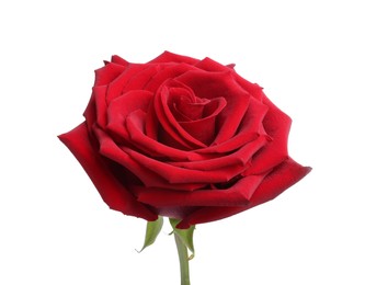 Photo of Beautiful fresh red rose isolated on white