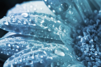 Image of Closeup view of beautiful blooming flower with dew drops. Blue tone
