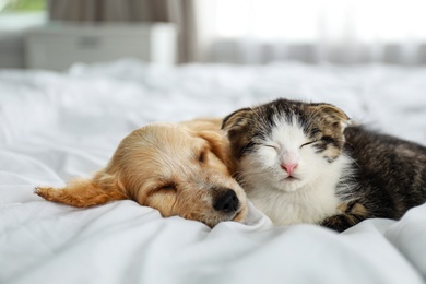 Photo of Adorable little kitten and puppy sleeping on bed indoors