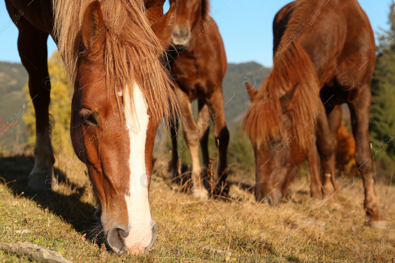 Photo of Brown horses grazing outdoors on sunny day. Beautiful pets