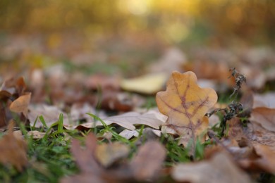 Photo of Beautiful fallen leaves among green grass outdoors on sunny day, closeup with space for text