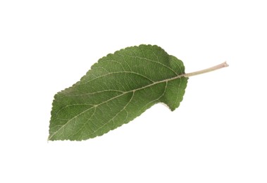 Photo of One green leaf of apple tree isolated on white