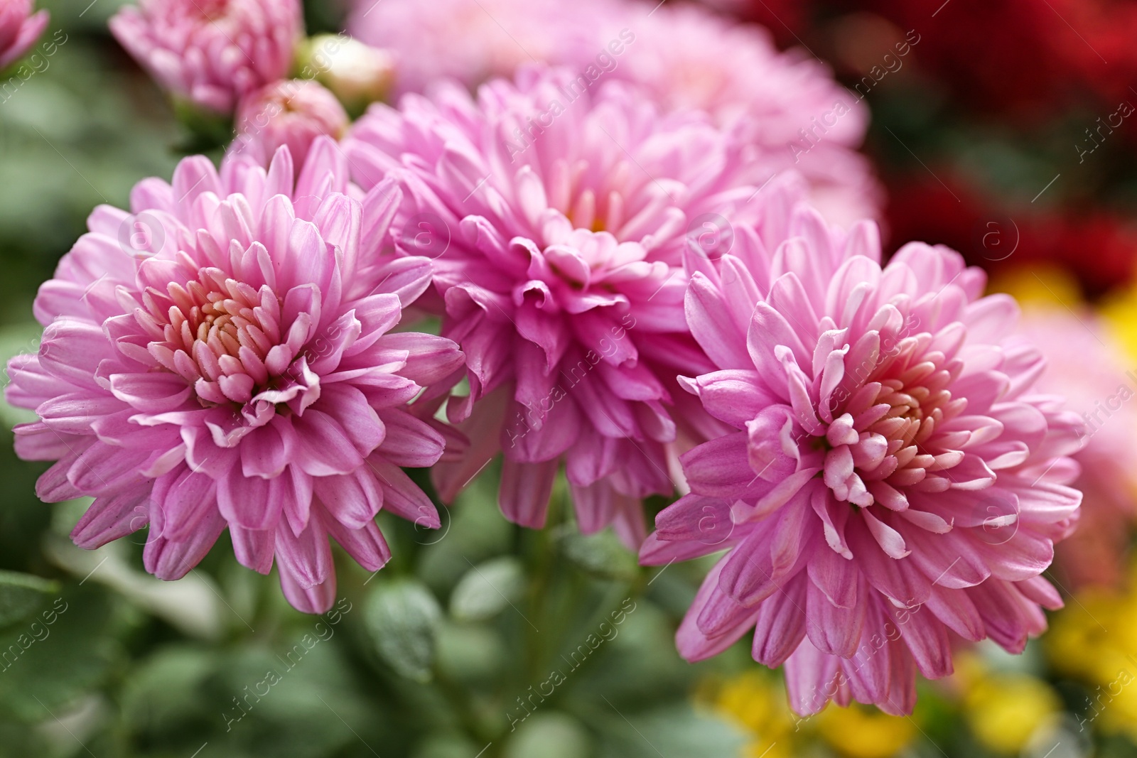 Photo of Beautiful pink chrysanthemum flowers with leaves, closeup