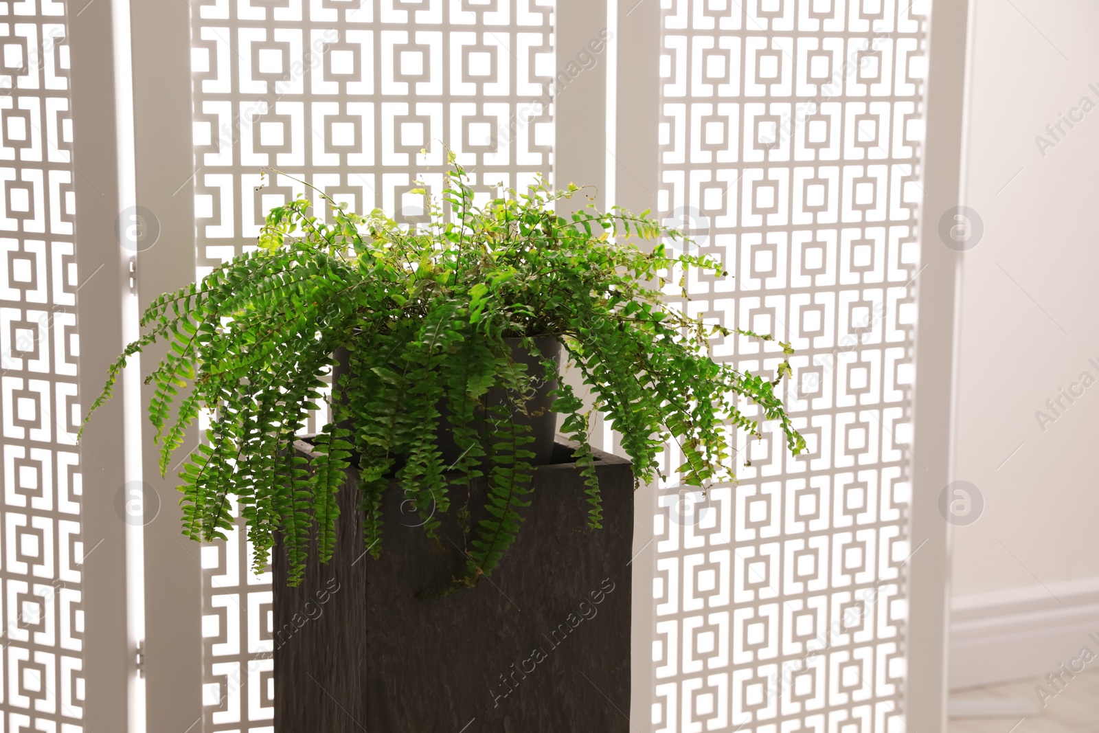 Photo of Large pot with plant at home. Element of interior design