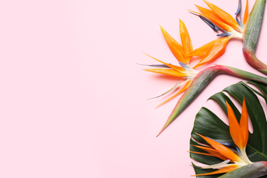Photo of Flat lay composition with Bird of Paradise tropical flowers on pink background, space for text