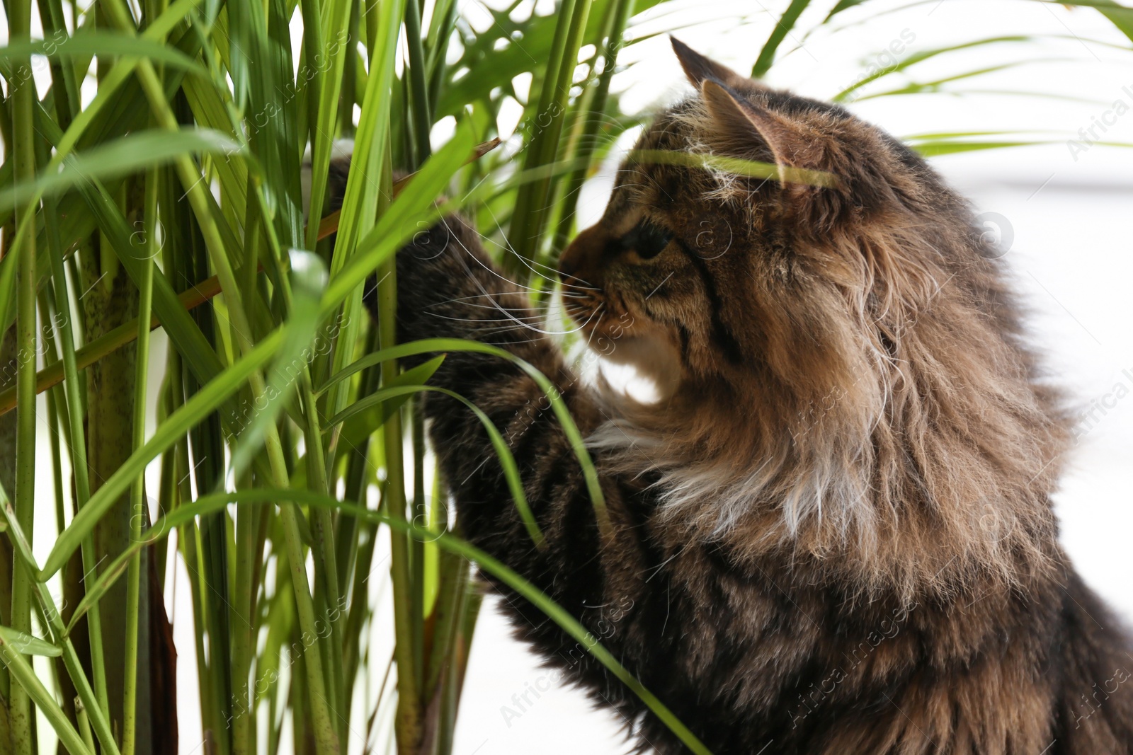 Photo of Adorable cat playing with houseplant on floor at home