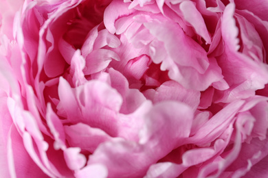 Photo of Closeup view of beautiful pink peony flower