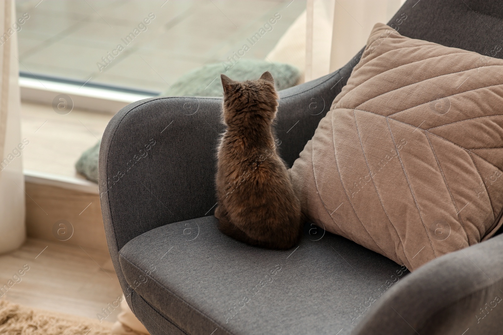 Photo of Cute fluffy kitten on armchair indoors, back view