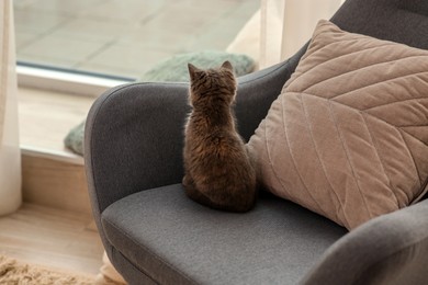 Photo of Cute fluffy kitten on armchair indoors, back view