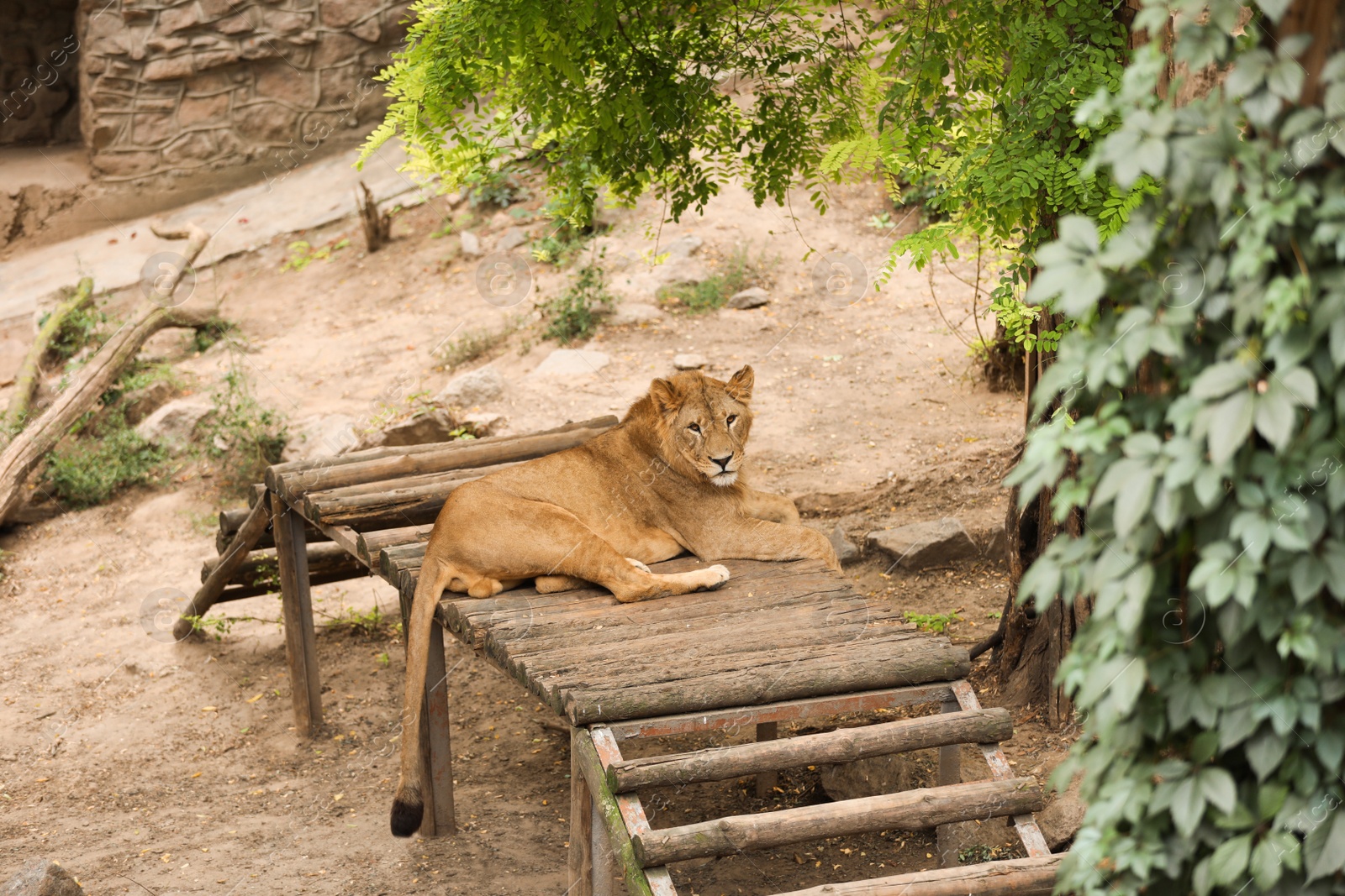 Photo of Young lion lying in zoo enclosure. Wild animal