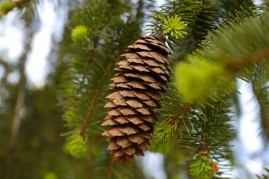 Photo of Closeup view of coniferous tree with cone outdoors