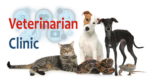 Group of different pets and text Veterinarian Clinic on white background
