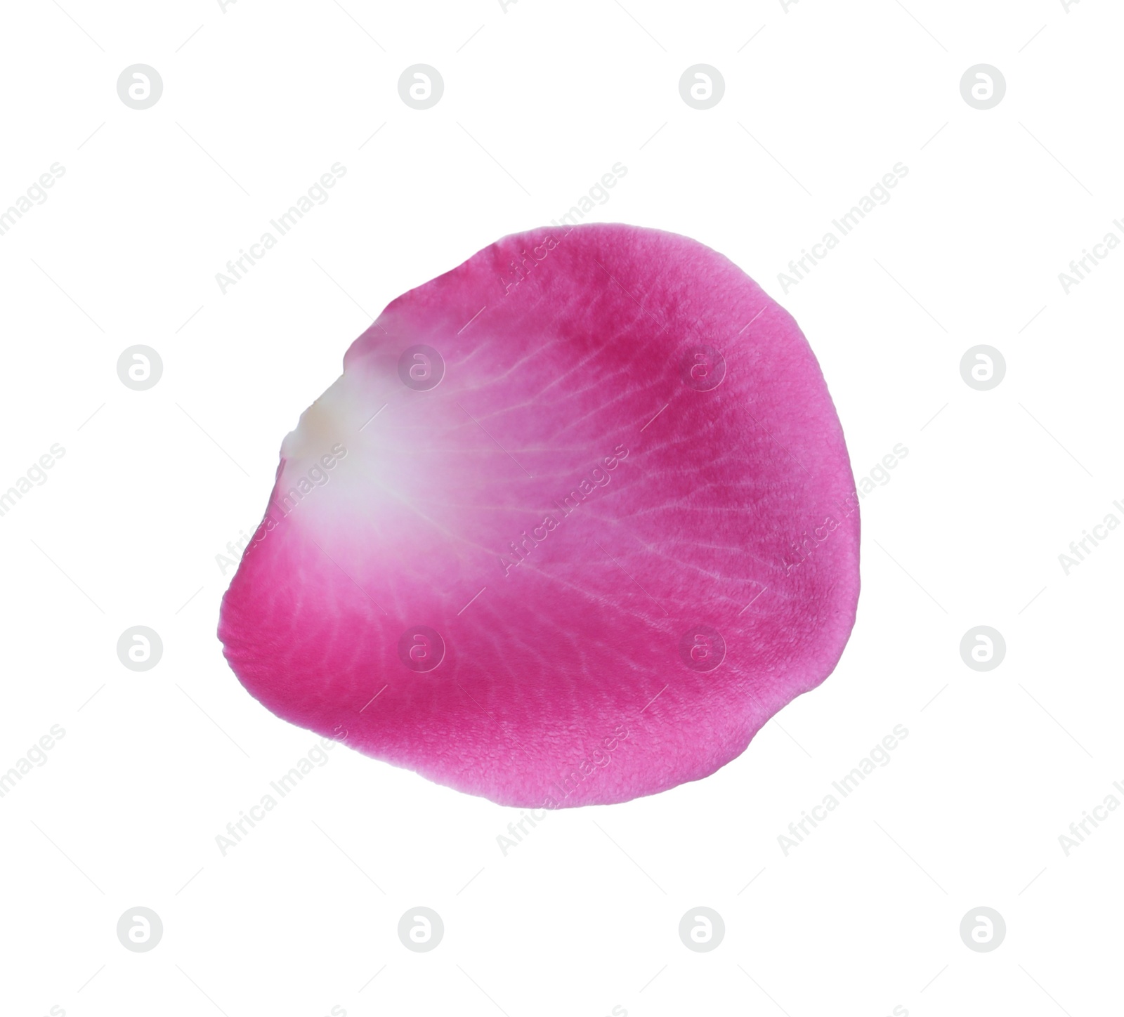 Photo of Pink rose flower petal on white background