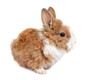 Fluffy rabbit isolated on white. Cute pet