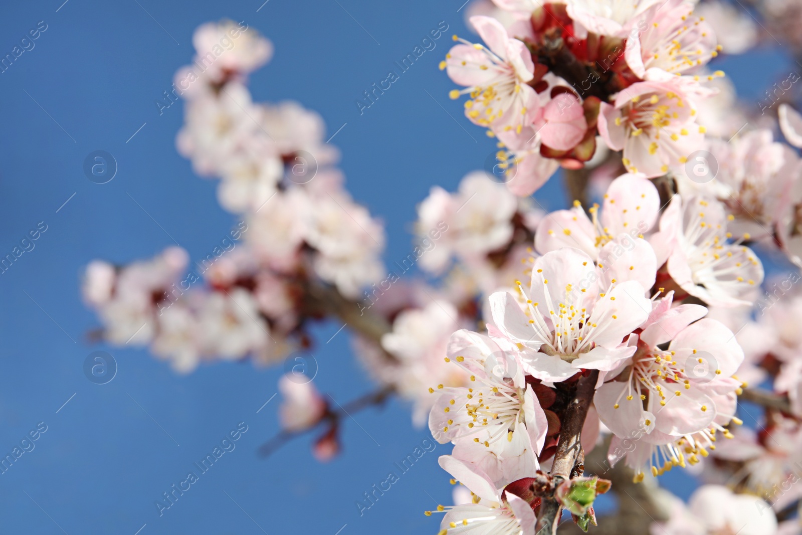 Photo of Closeup view of blossoming apricot tree on sunny day outdoors. Springtime