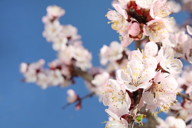 Closeup view of blossoming apricot tree on sunny day outdoors. Springtime