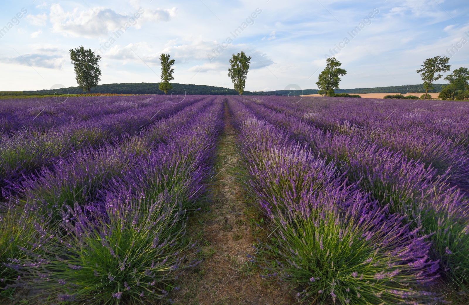 Photo of Picturesque view of beautiful blooming lavender field