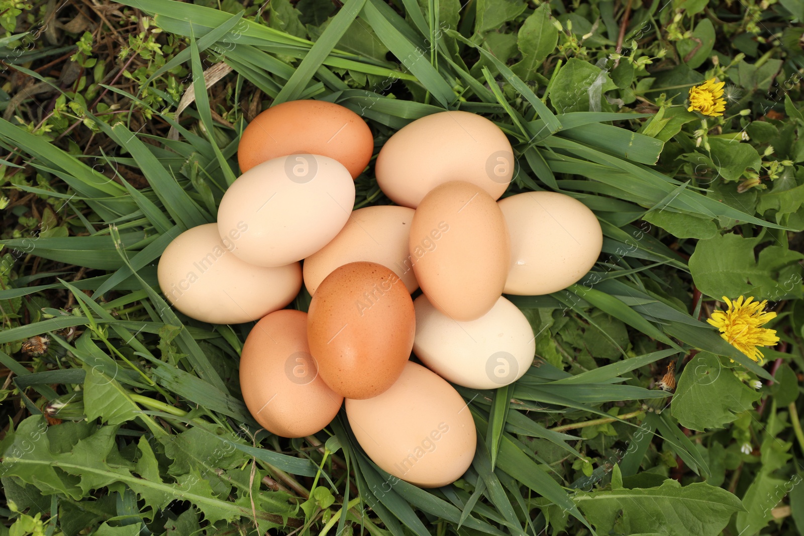 Photo of Fresh chicken eggs on green grass outdoors, flat lay
