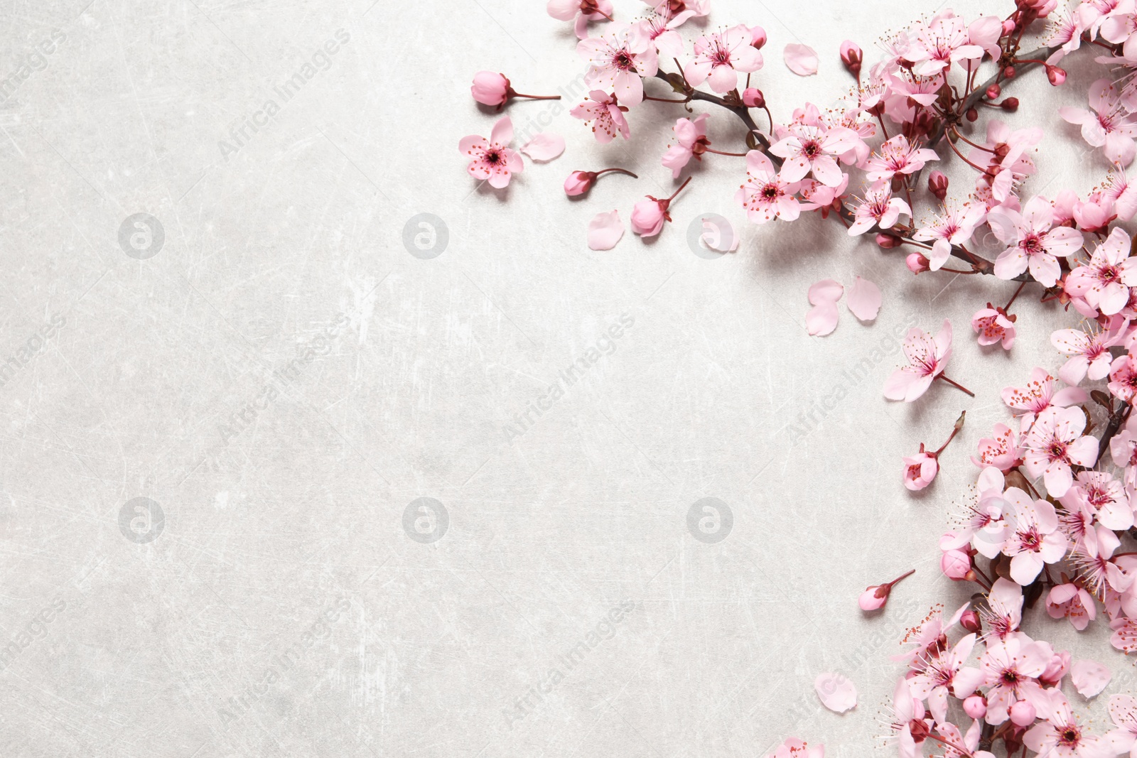 Photo of Blossoming spring tree branches as border on light stone table, flat lay. Space for text