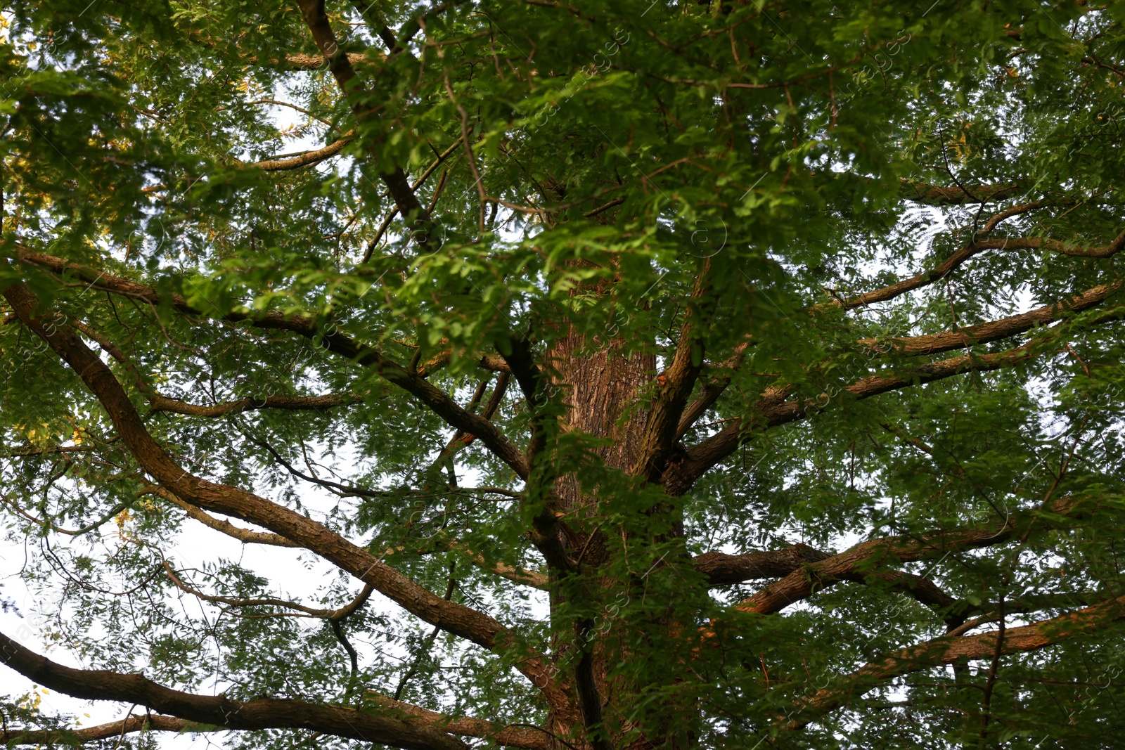 Photo of Beautiful view of tree with green leaves growing outdoors