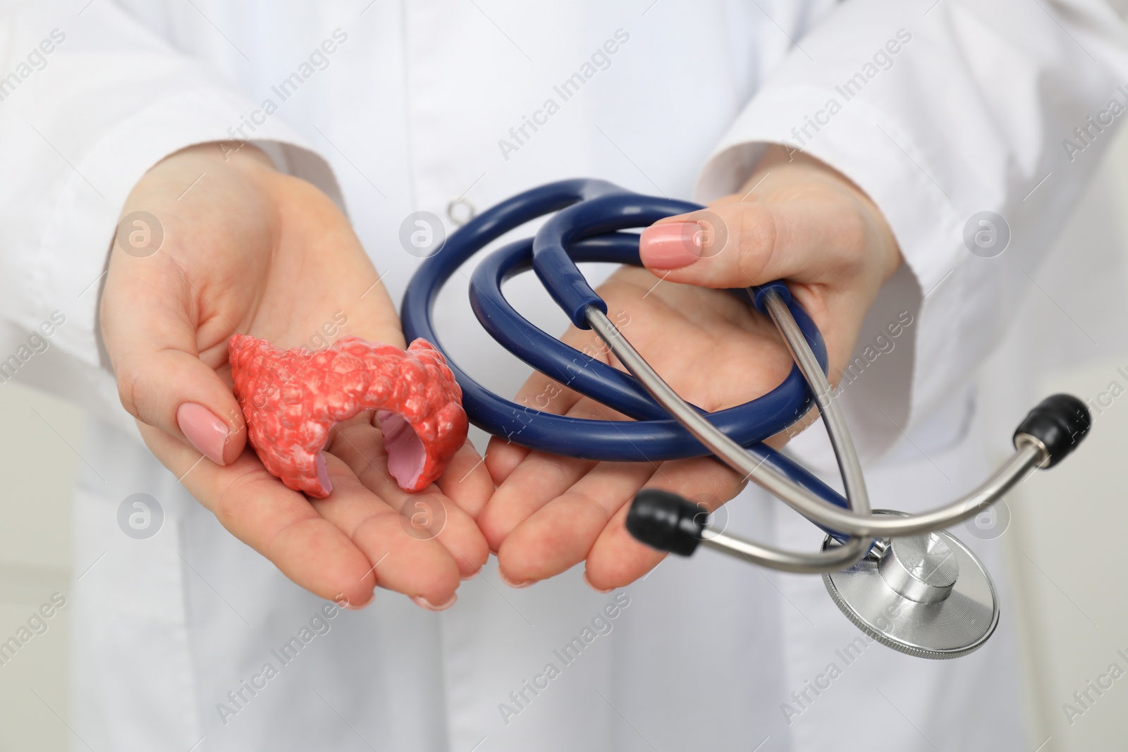 Photo of Endocrinologist holding stethoscope and model of thyroid gland, closeup