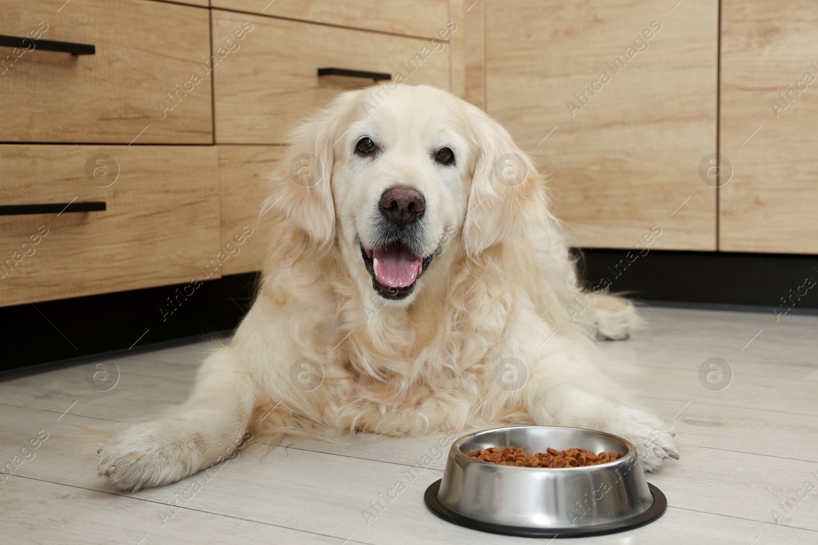 Photo of Cute retriever lying near feeding bowl on wooden floor indoors