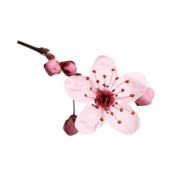 Photo of Beautiful pink cherry tree blossoms isolated on white