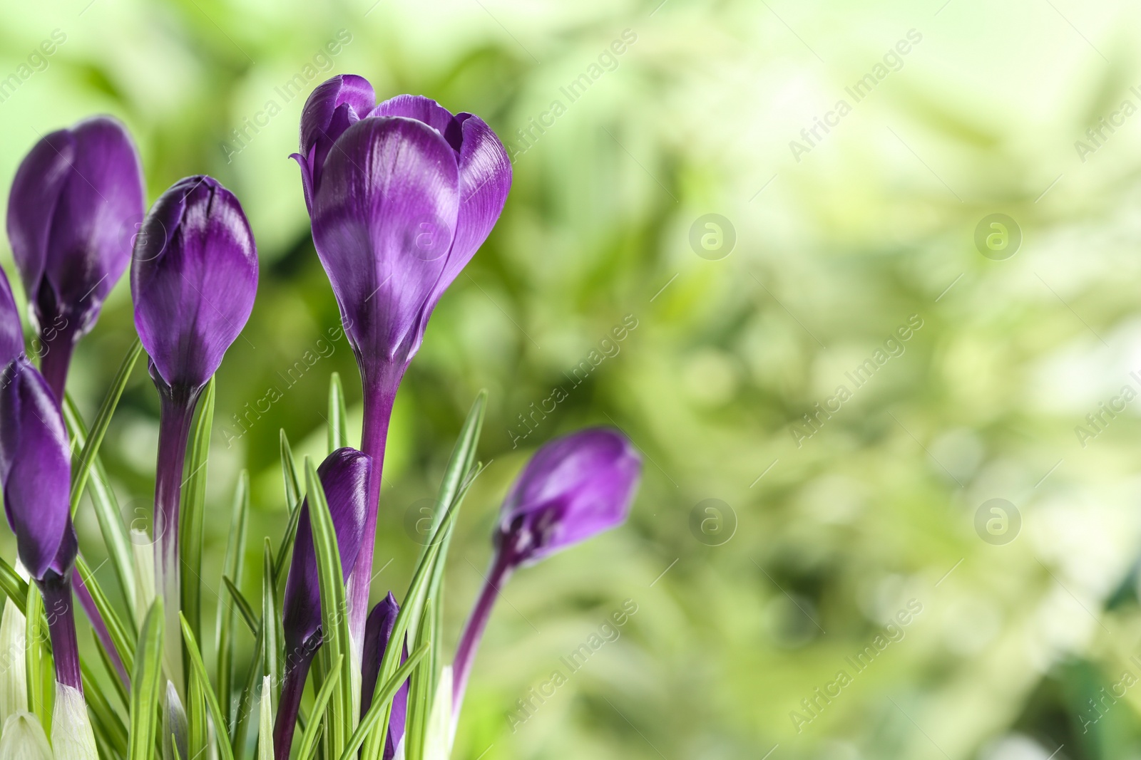 Photo of Beautiful spring crocus flowers on blurred background, space for text