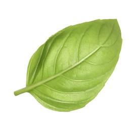 One green basil leaf isolated on white