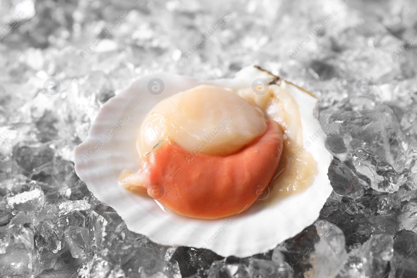 Photo of Fresh raw scallop in shell on ice cubes, closeup