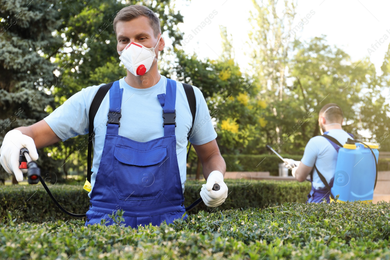 Photo of Workers spraying pesticide onto green bush outdoors. Pest control