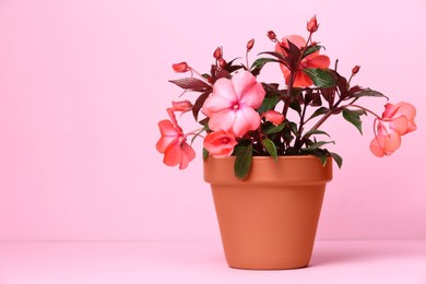Photo of Impatiens in terracotta flower pot on pink background. Space for text
