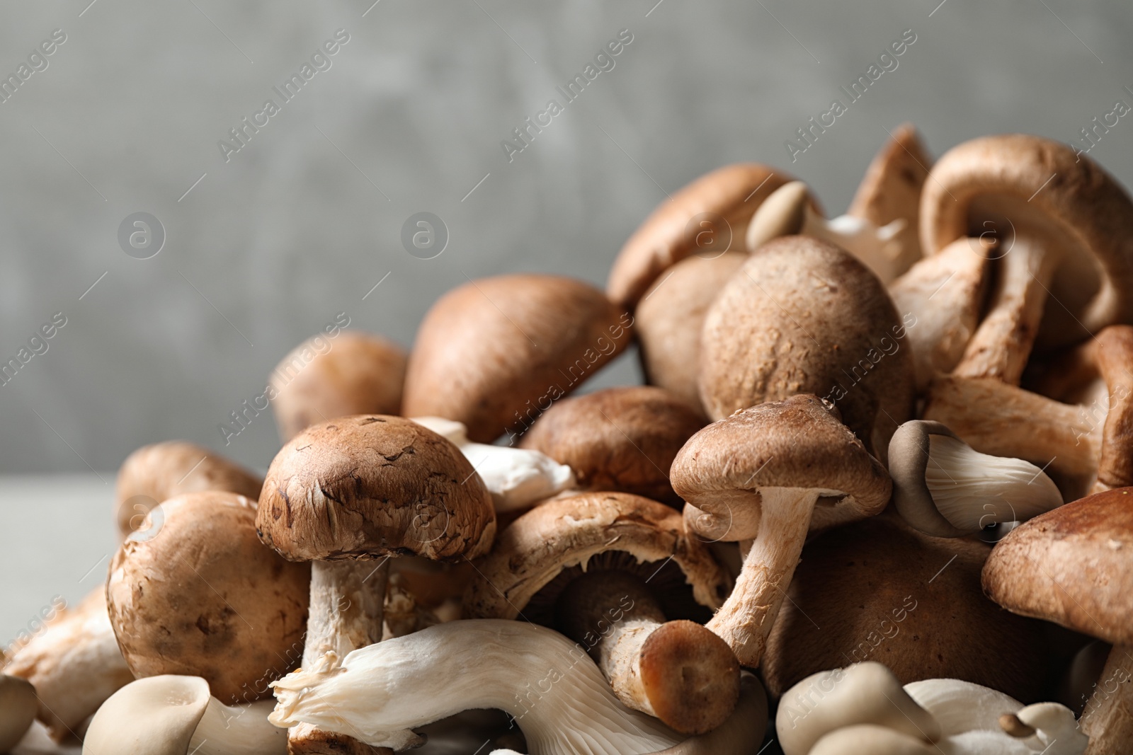 Photo of Heap of fresh wild mushrooms on grey background, closeup