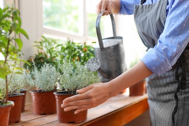 Young woman watering home plants at wooden table in shop, closeup