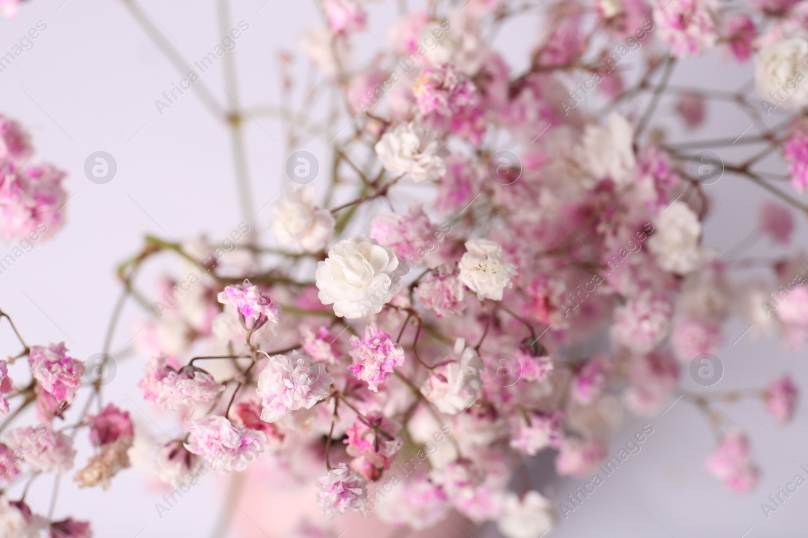 Photo of Beautiful gypsophila flowers on white background, closeup