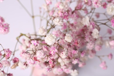 Photo of Beautiful gypsophila flowers on white background, closeup