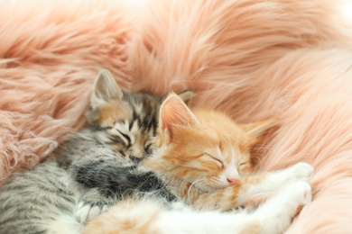 Photo of Cute little kittens sleeping on pink furry blanket