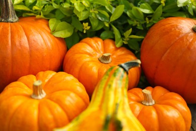 Many whole ripe pumpkins outdoors on sunny day, closeup