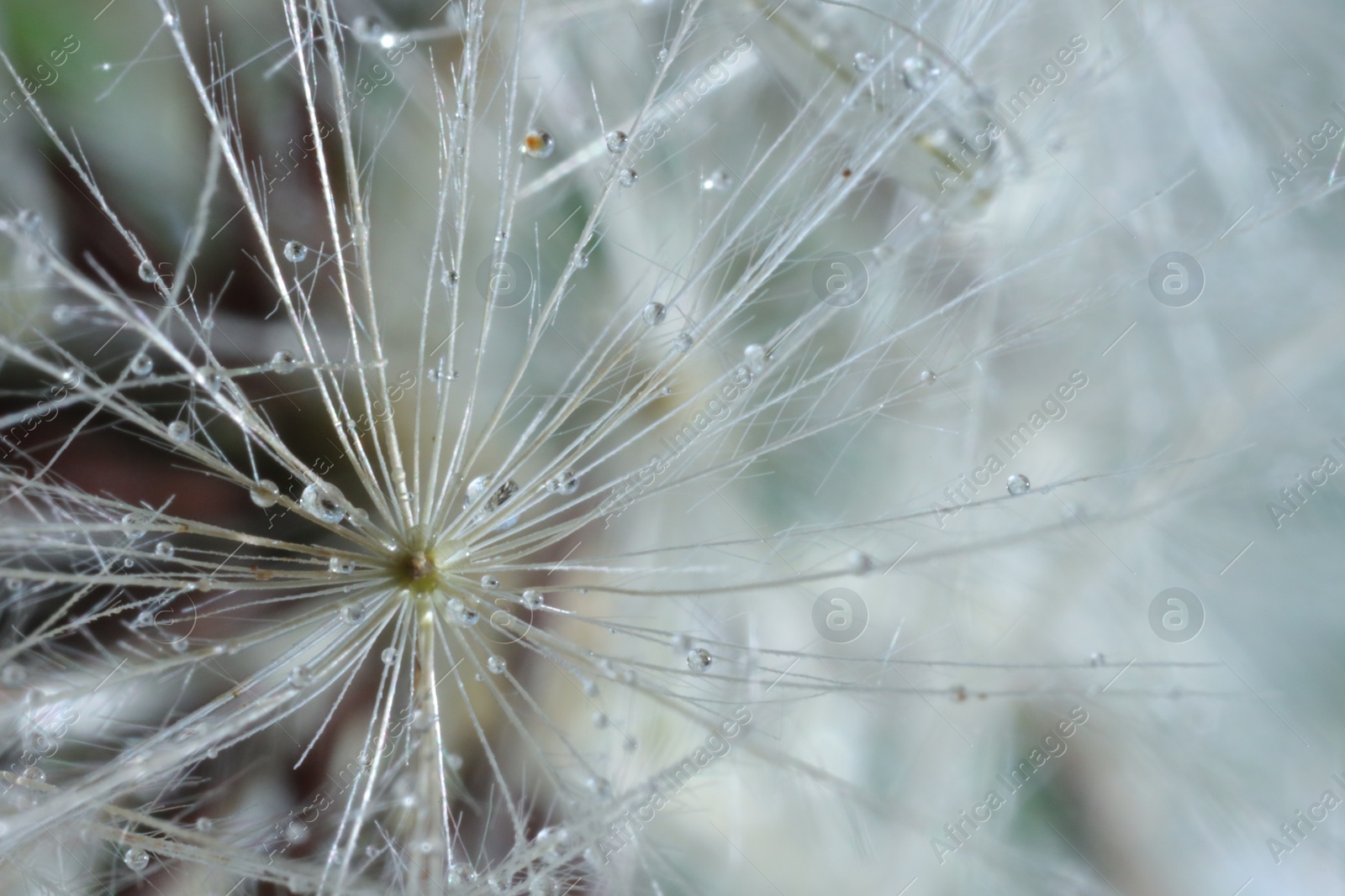 Photo of Seeds of dandelion flower with water drops on blurred background, macro photo
